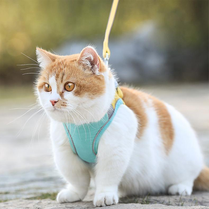 CatVest, un guinzaglio con pettorina per gatti - Image 6