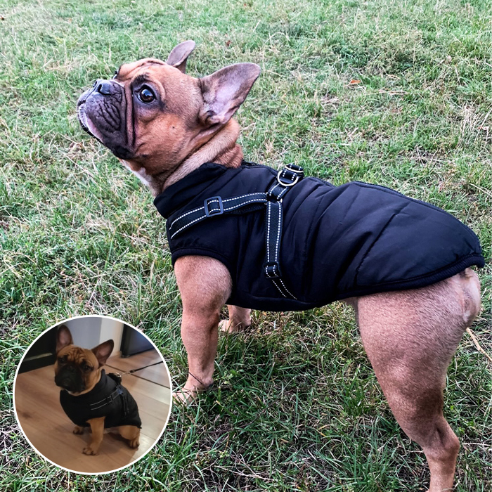 DogJacket, un giubbottino invernale per cani, riflettente e impermeabile - Image 6