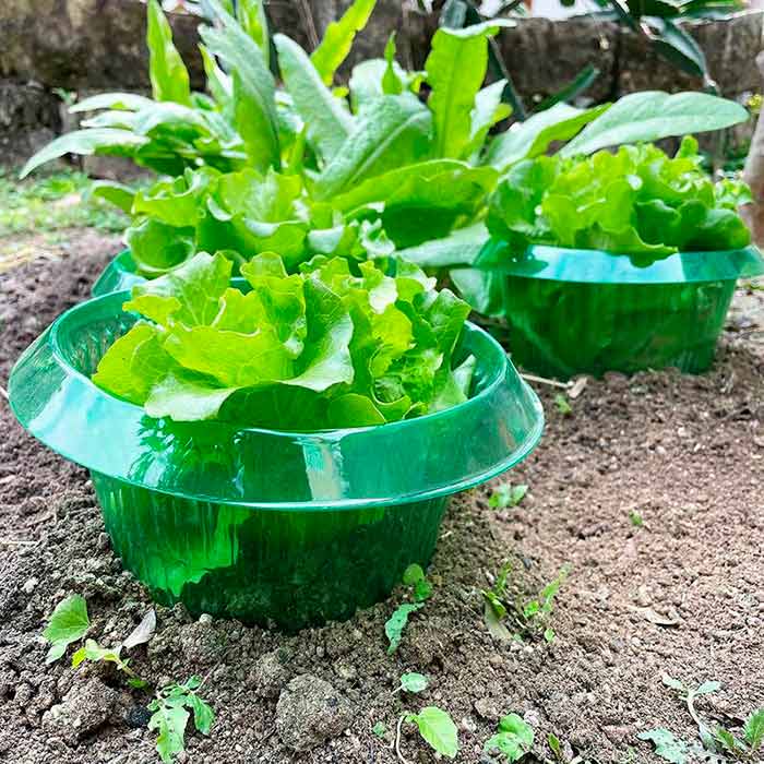 LettuceProtect, protezione per lattuga e altre colture (10 pezzi) - Image 4