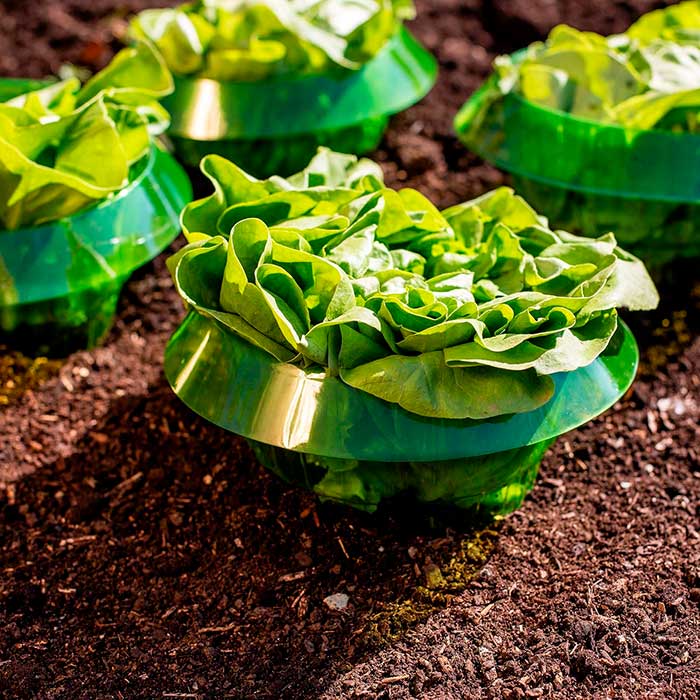 LettuceProtect, protezione per lattuga e altre colture (10 pezzi) - Image 5