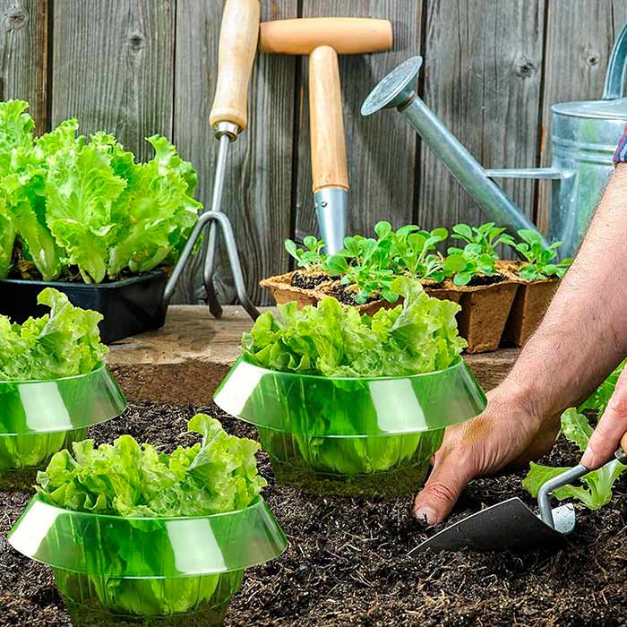LettuceProtect, protezione per lattuga e altre colture (10 pezzi) - Image 6