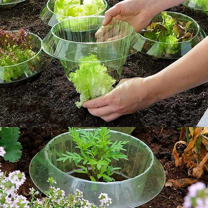 LettuceProtect, protezione per lattuga e altre colture (10 pezzi) - Image 9