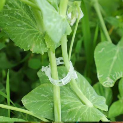 PLANTCLIP, GreenGrow Supporto per Piante - 60 Clip - Image 2