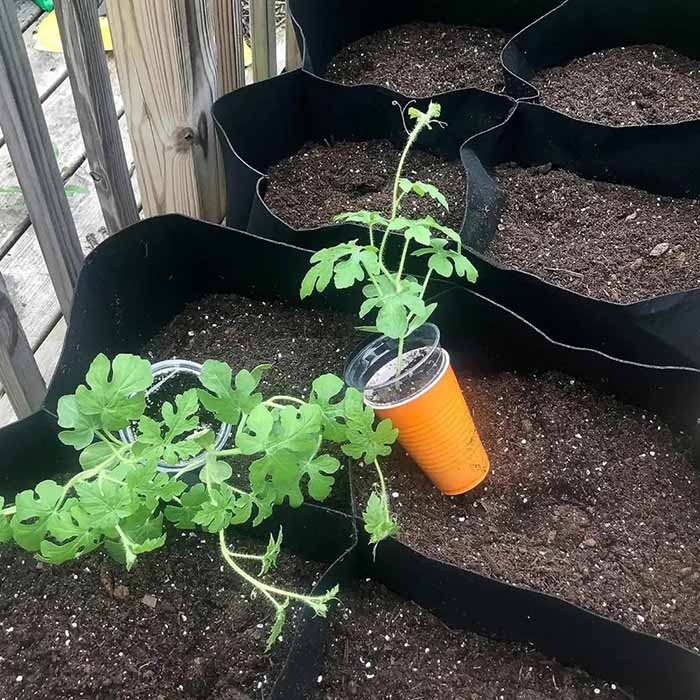 Un'aiuola fornisce le condizioni più ottimali per la crescita delle piante!