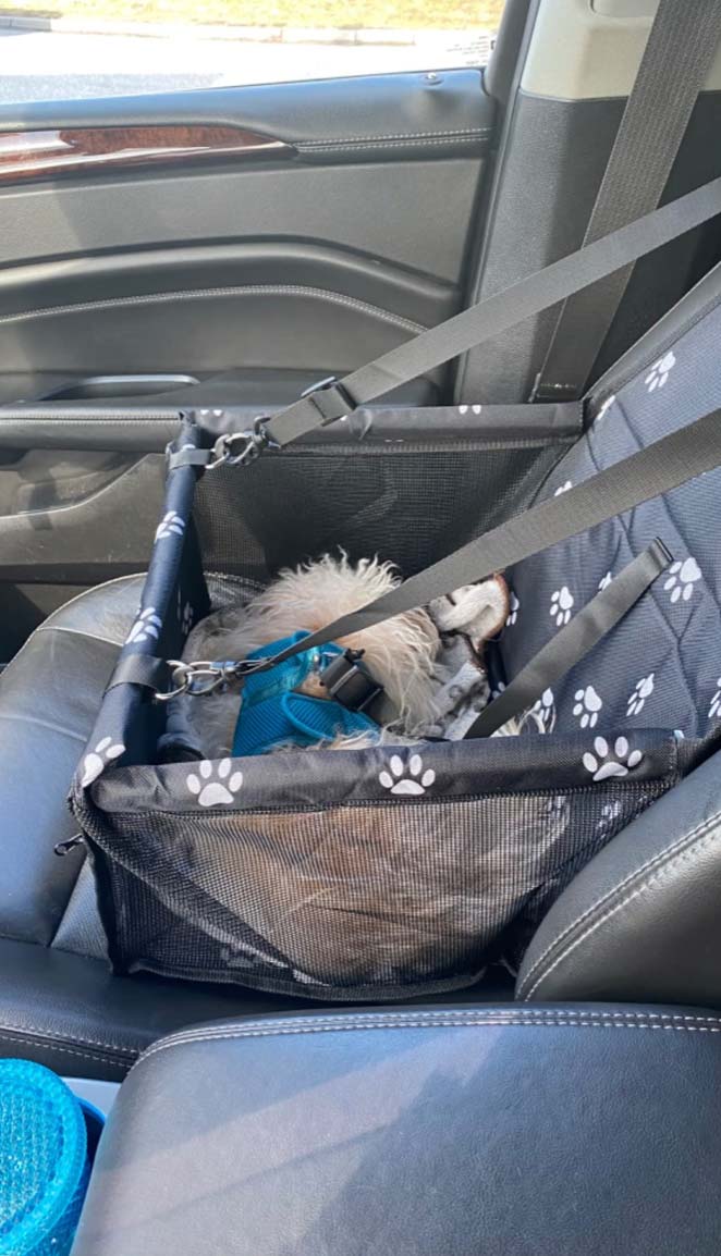 Seat4Dog, il seggiolino per auto per animali domestici - Image 10