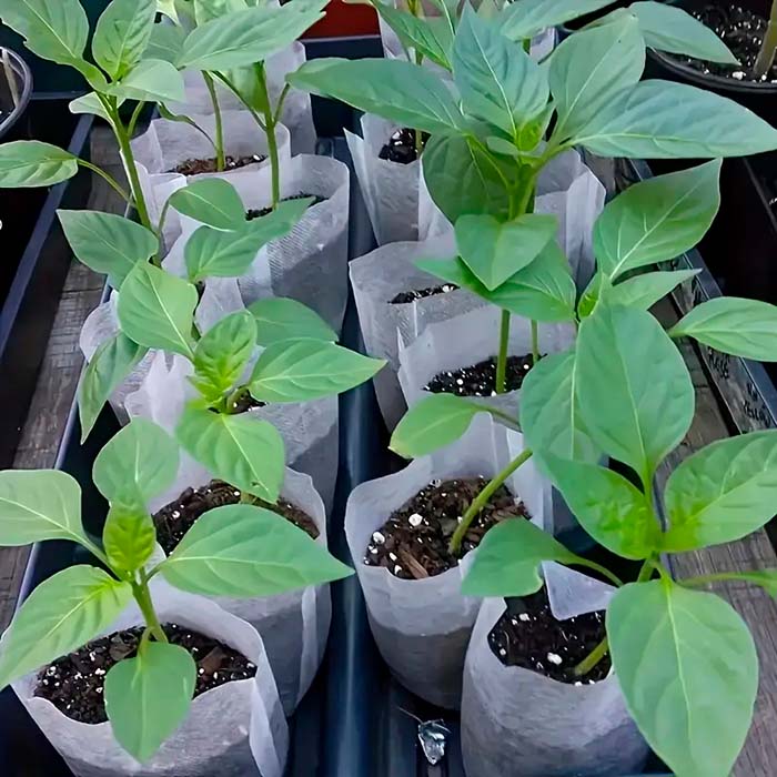 SeedBags, sacchetti biodegradabili per piantare e far crescere le piante (100 pz) - Image 3