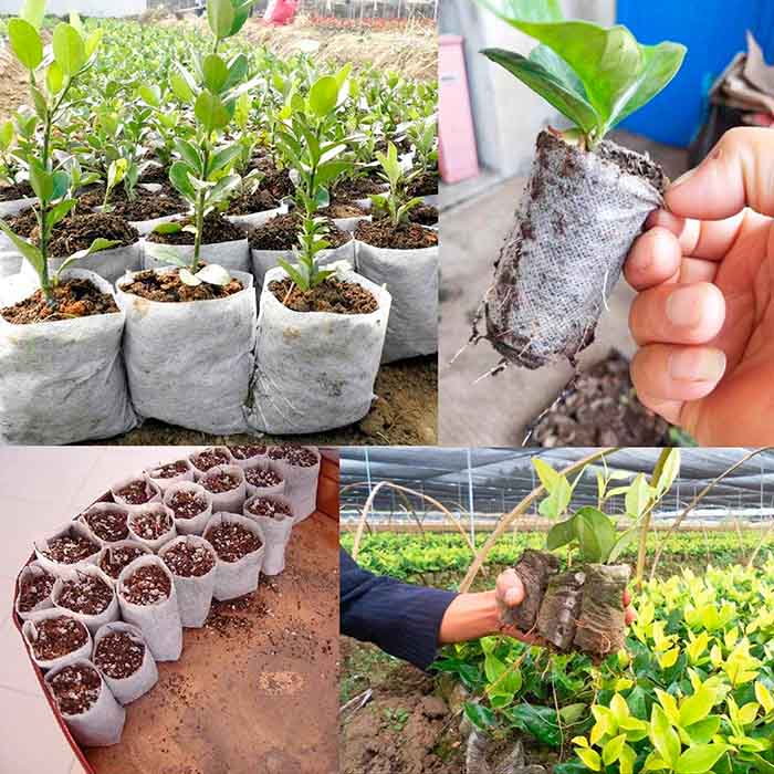 SeedBags, sacchetti biodegradabili per piantare e far crescere le piante (100 pz) - Image 5