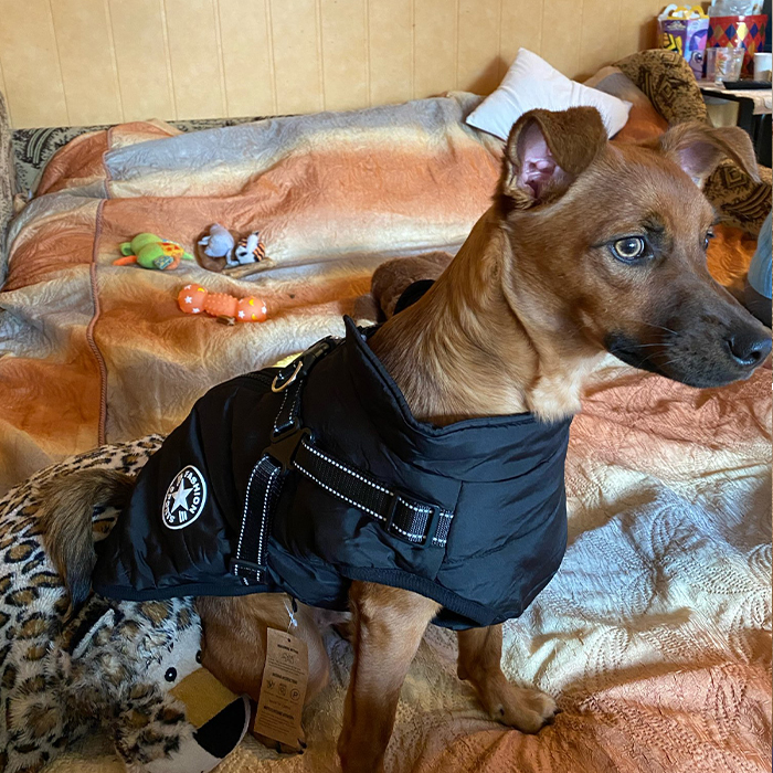 DogJacket, un giubbottino invernale per cani, riflettente e impermeabile - Image 9