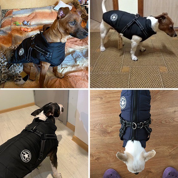 DogJacket, un giubbottino invernale per cani, riflettente e impermeabile - Image 8